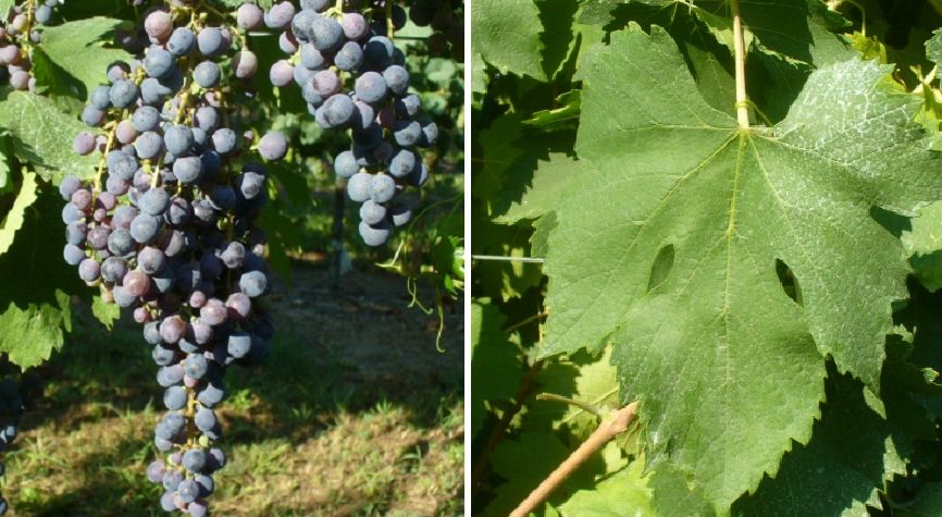 Casavecchia - Weintraube und Blatt