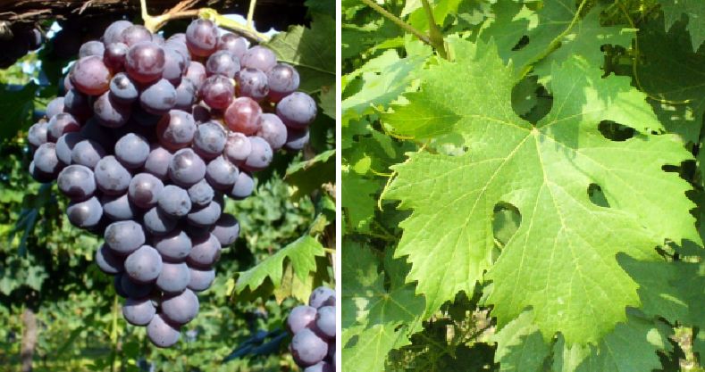 Rossola di Campochiese - Weintraube und Blatt