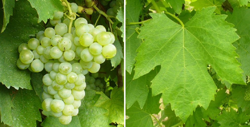 Vernaccia di San Gimignano (Rebsorte) - Weintraube und Blatt