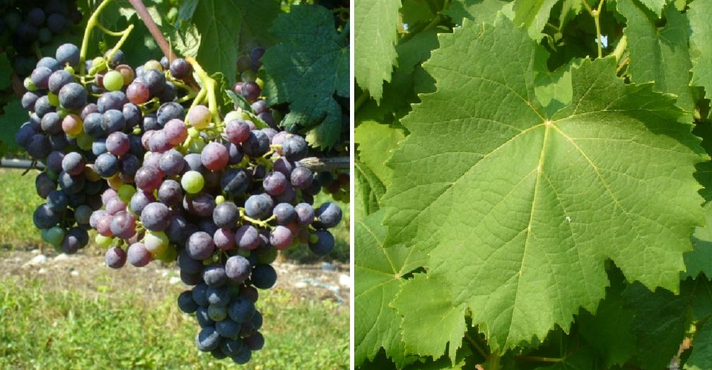 Moradella - Weintraube und Blatt