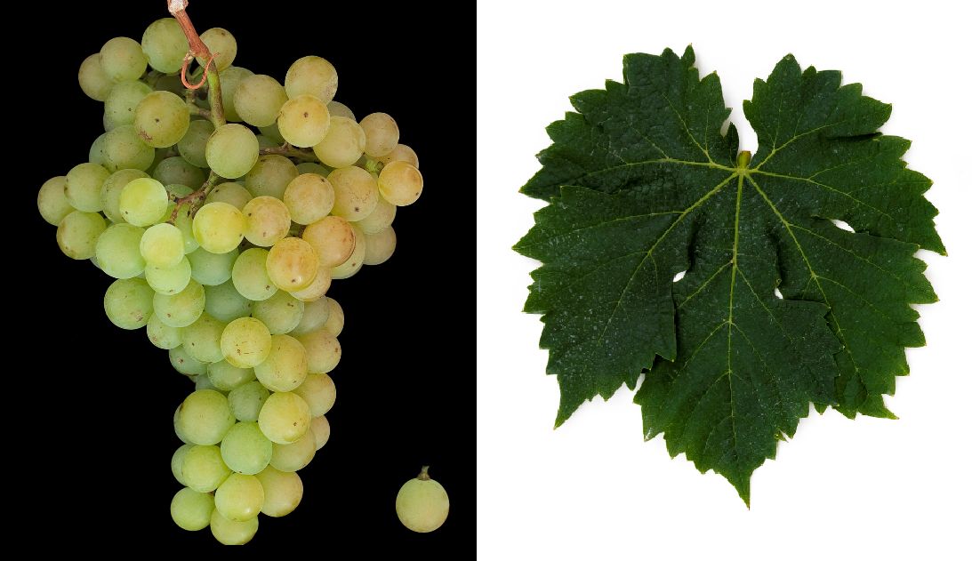 Malvasia di Candia Aromatica - Weintraube und Blatt