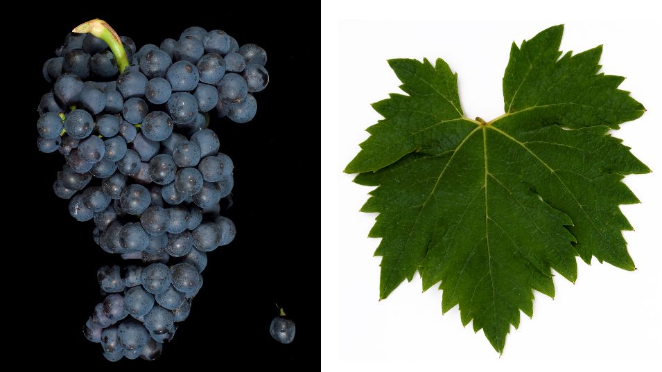 Malvasia di Casorzo - Weintraube und Blatt