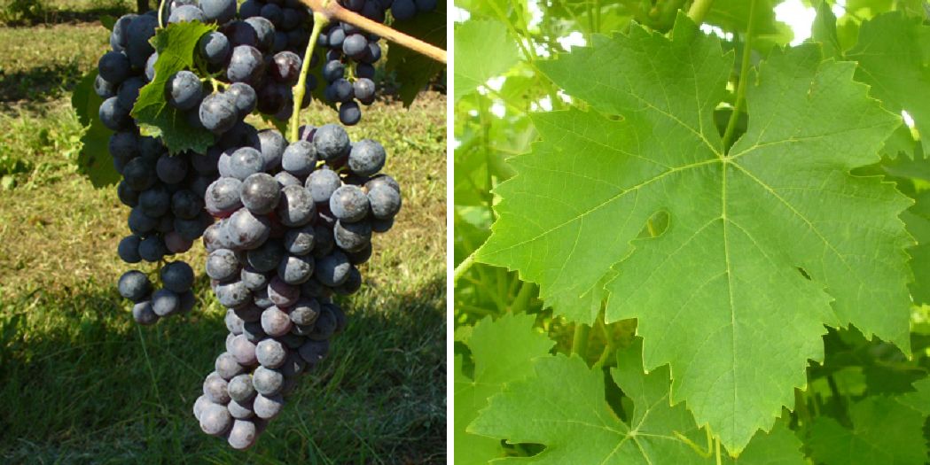 Malvasia di Schierano - Weintraube und Blatt
