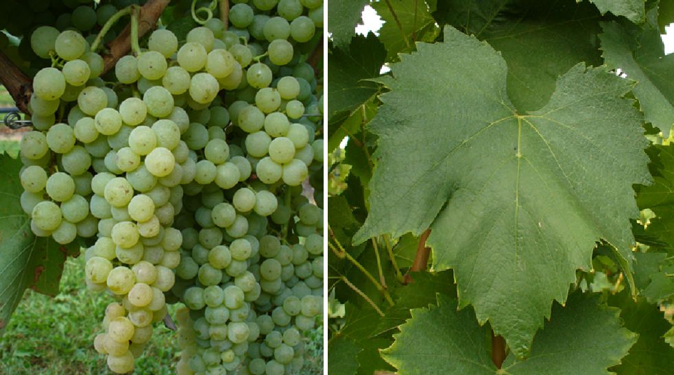 Malvasia Istarska - Weintraube und Blatt