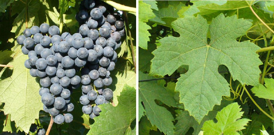 Uvalino - Weintraube und Blatt