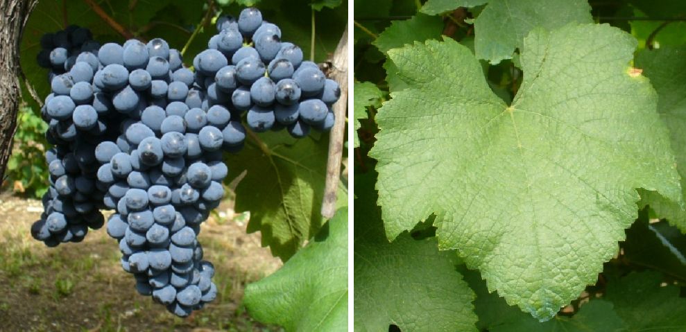 Persan (Bécuet) - Weintraube und Blatt