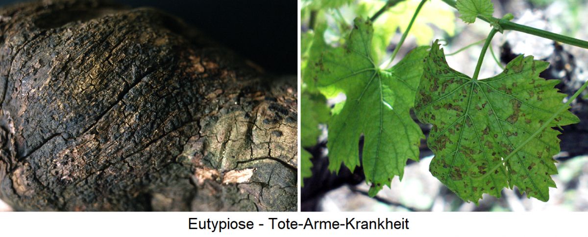 Eutypiose - verfaultes Holz und Blattnekrose