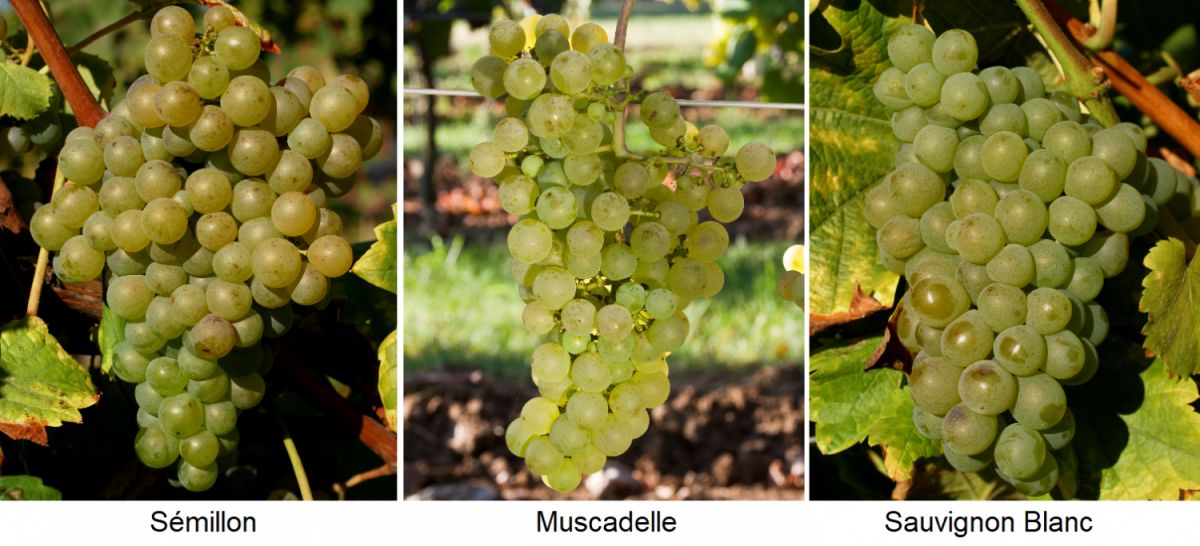 Bordeaux-Verschnitt - Sémmilon, Muscadelle, Sauvignon Blanc