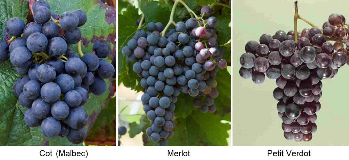 Bordeaux-Verschnitt - Cot (Malbec), Merlot, Petit Verdot