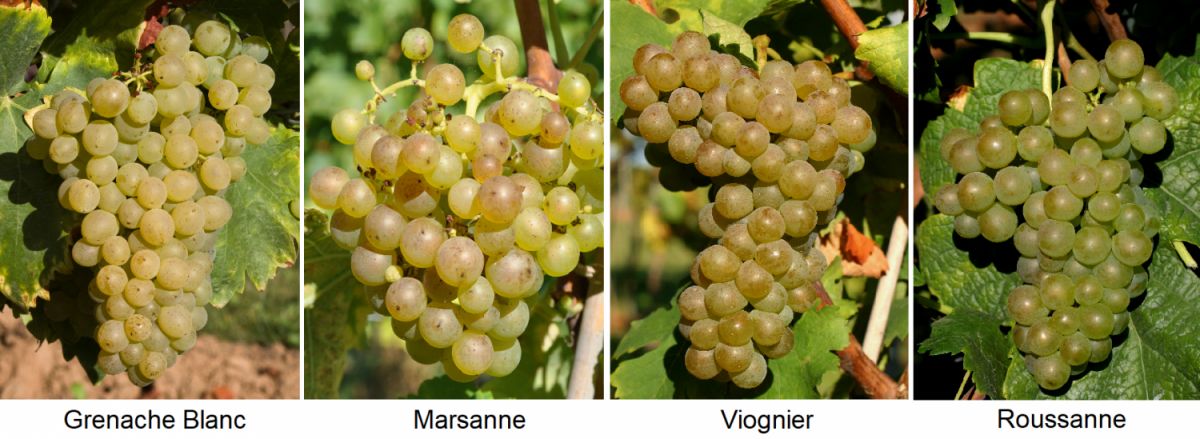 Rhône-Rezept - Garnacha Blanca, Marsanne, Viognier, Roussanne