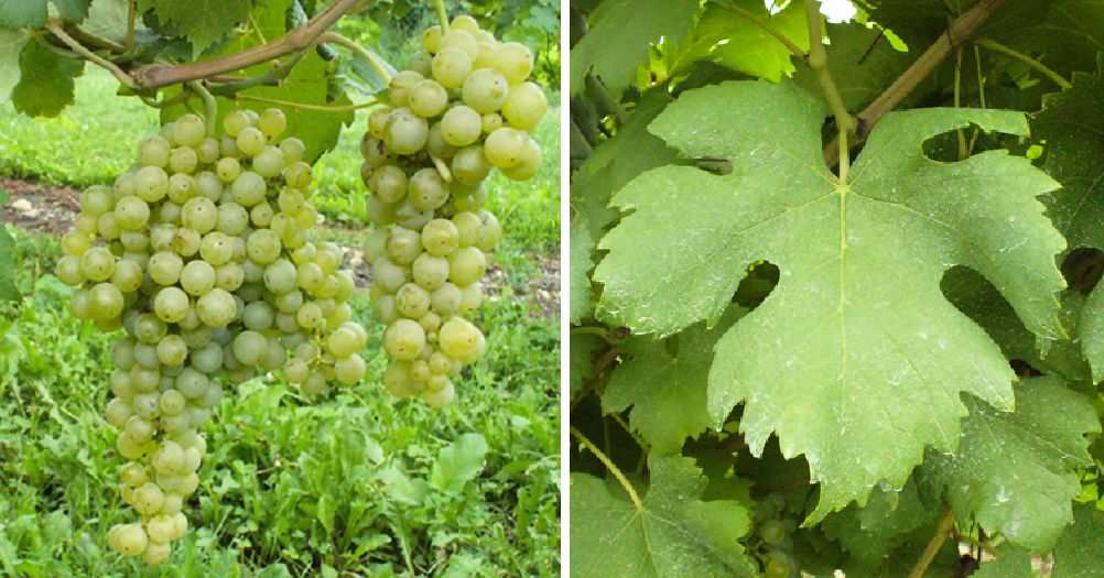Alionza - Weintraube und Blatt