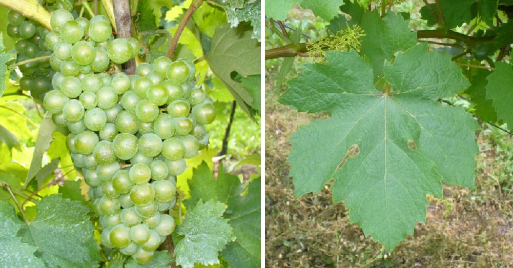 Bussanello - Weintraube und Blatt