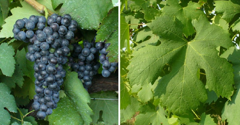 Piculit Neri - Weintraube und Blatt