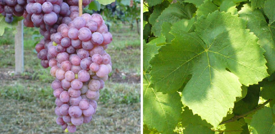Piccola Nera - Weintraube und Blatt