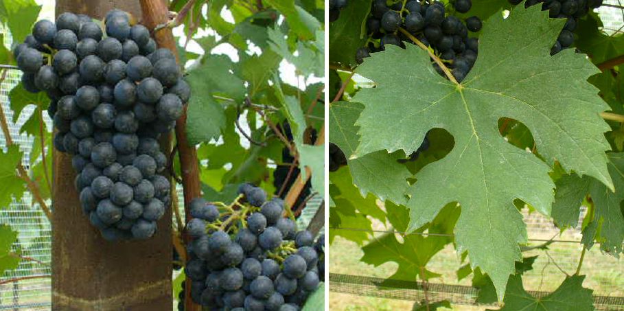 Ancellotta - Weintraube und Blatt