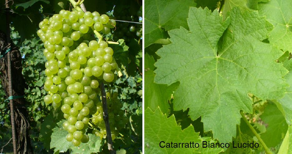 Catarratto Bianco Lucido - Weintraube und Blatt