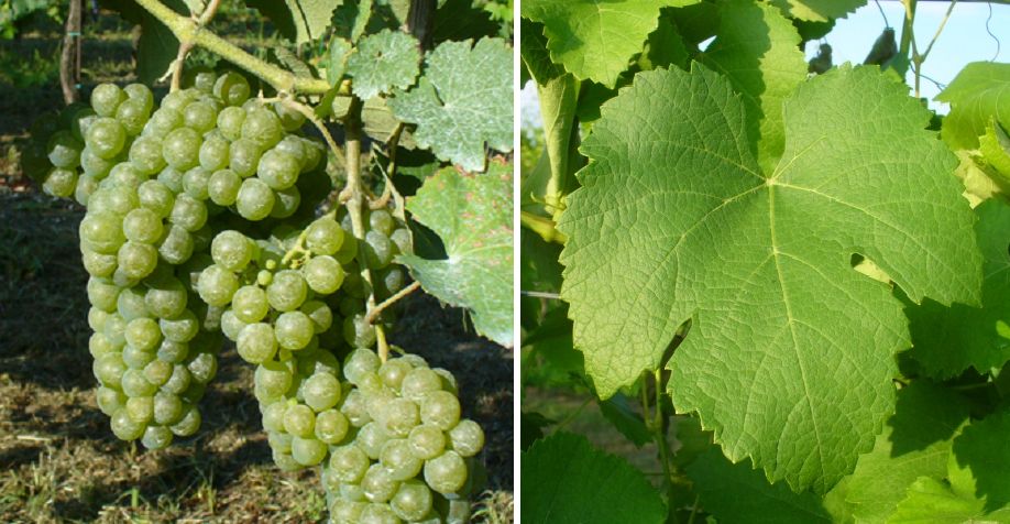 Vespaiola - Weintraube und Blatt