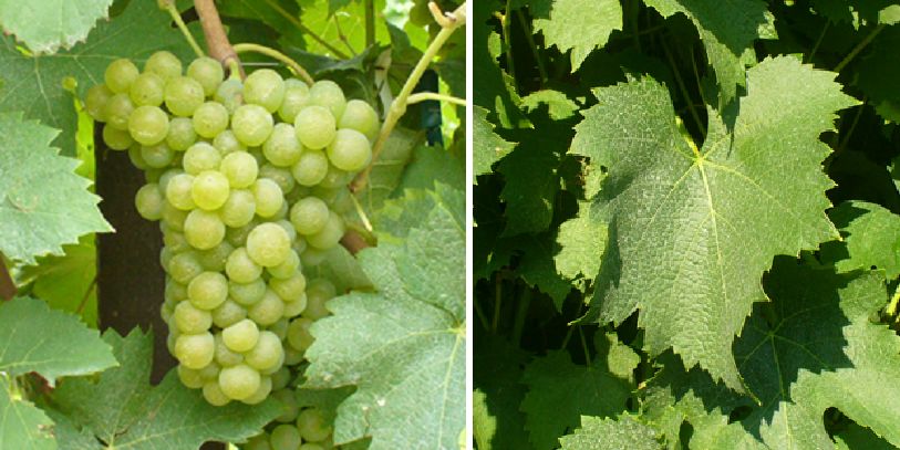 Arneis - Weintraube und Blatt