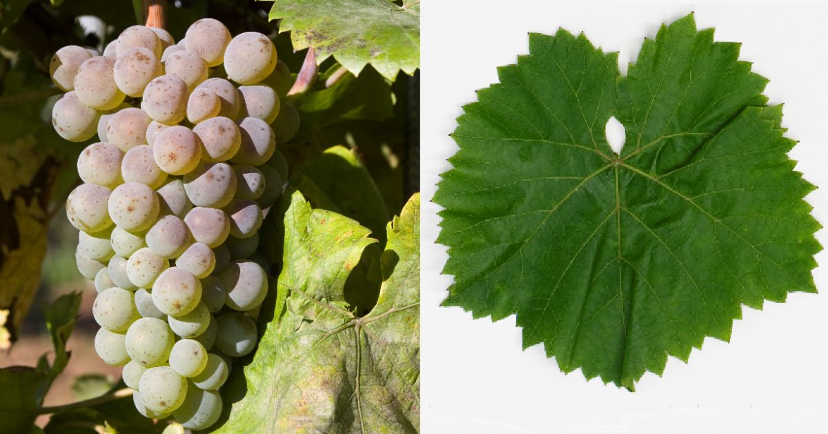 Malverina - Weintraube und Blatt