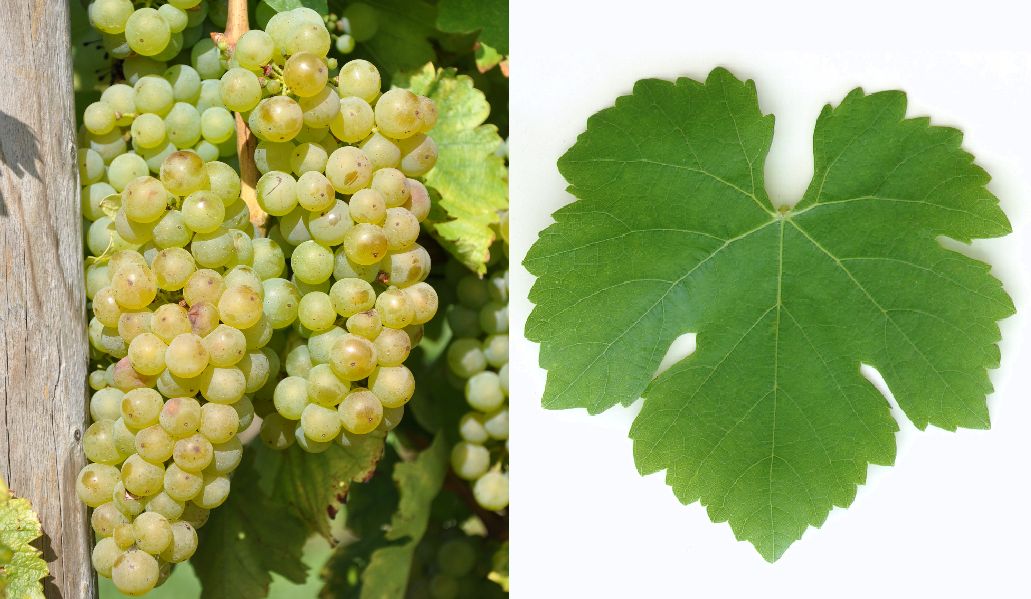Österreichisch Weiß - Weintraube und Blatt
