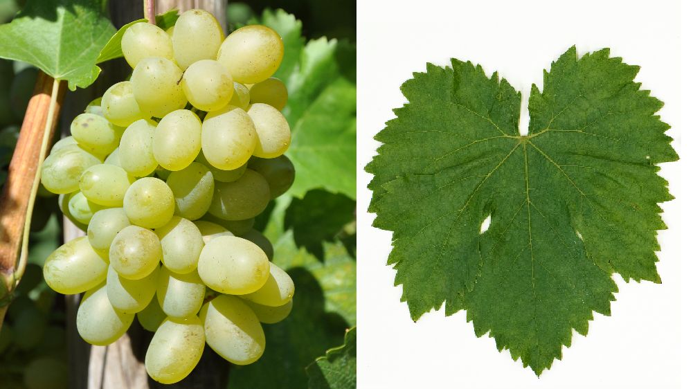Tebrizi - Weintraube und Blatt