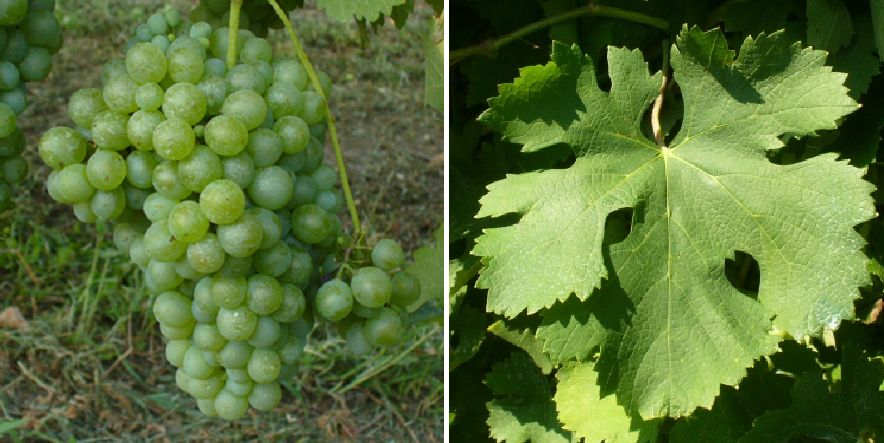 Verduzzo Trevigiano - Weintraube und Blatt