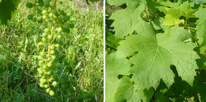 Grapariol - Weintraube und Blatt