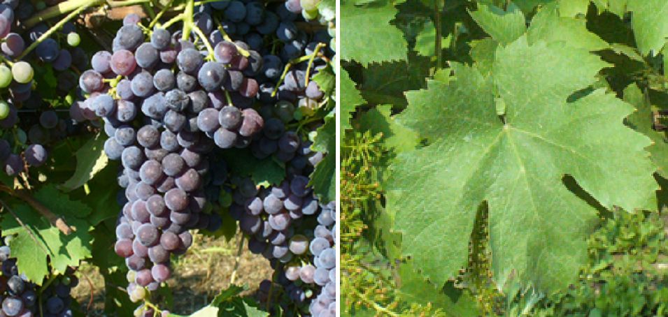 San Martino blau - Weintraube und Blatt