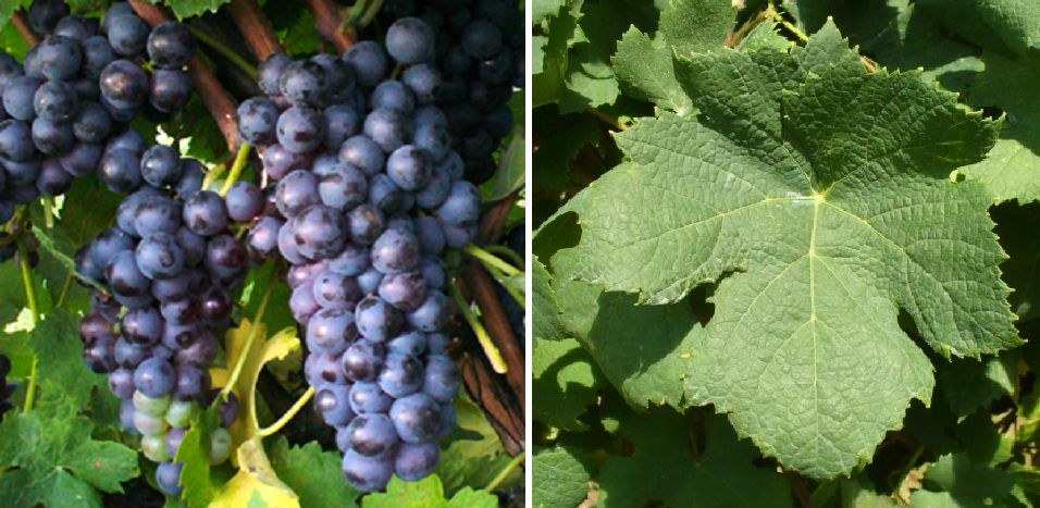 Pignola Valtellinese - Weintraube und Blatt