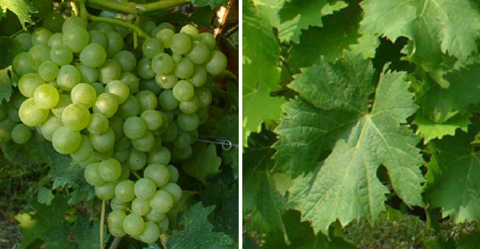 Carica l’Asino - Weintraube und Blatt