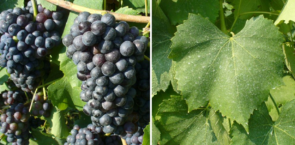 Foglia Tonda - Weintraube und Blatt