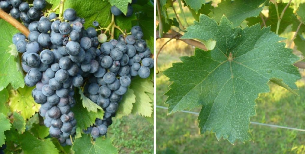 Mornasca - Weintraube und Blatt