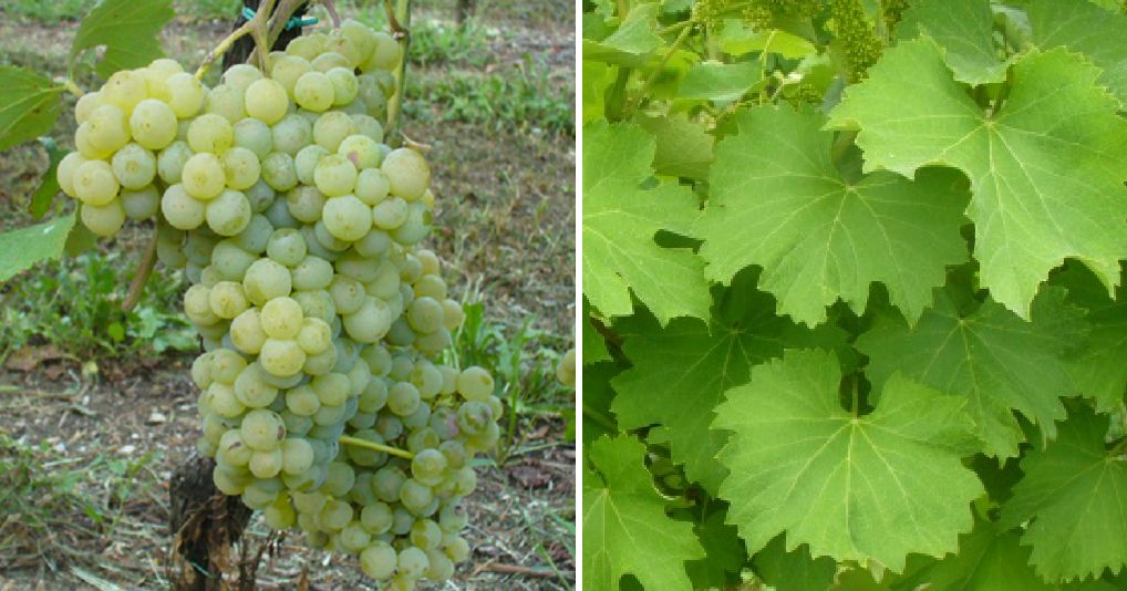 Ortrugo - Weintraube und Blätter