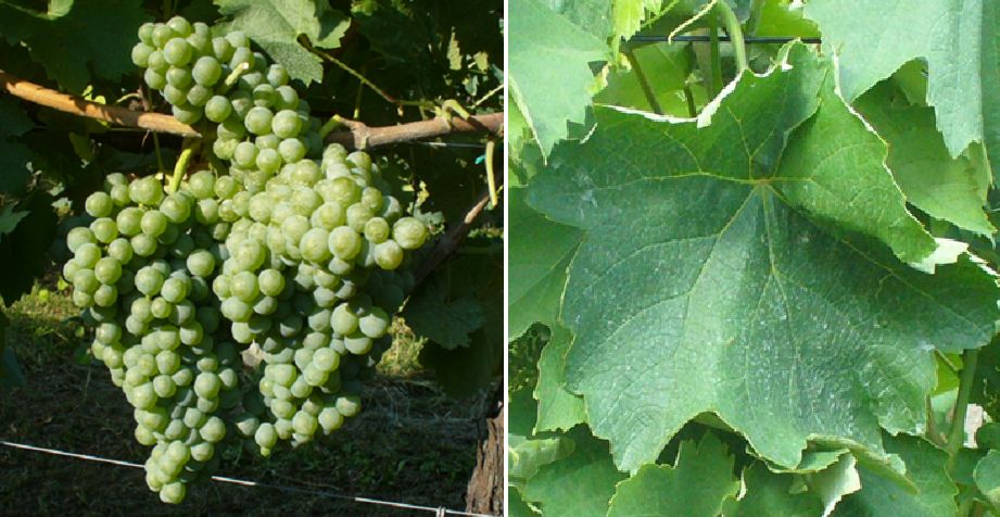 Verdeca - Weintraube und Blatt