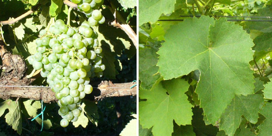 Pampanaro - Weintraube und Blatt