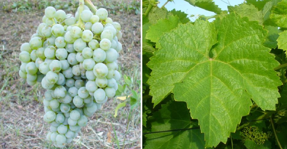 Pampanuto - Weintraube und Blatt