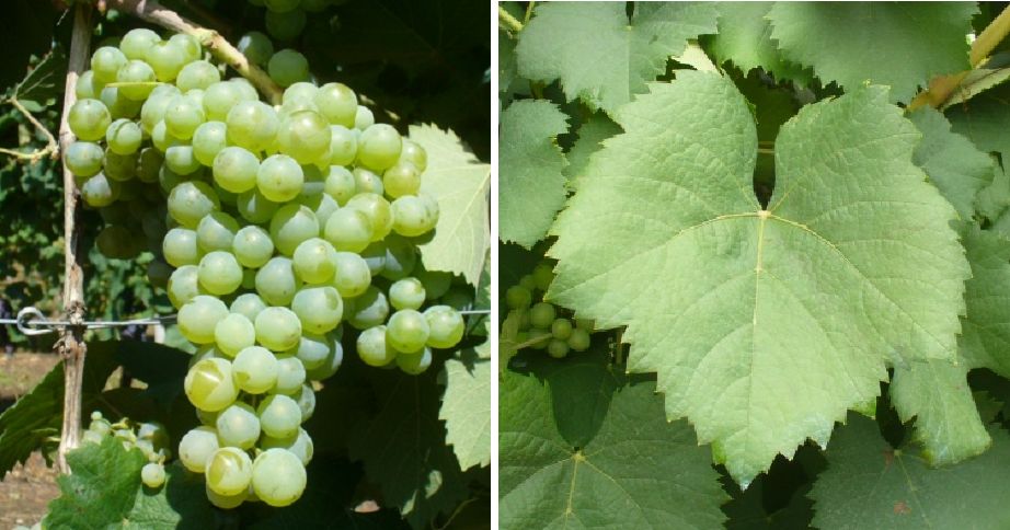 Pinella - Weintraube und Blatt