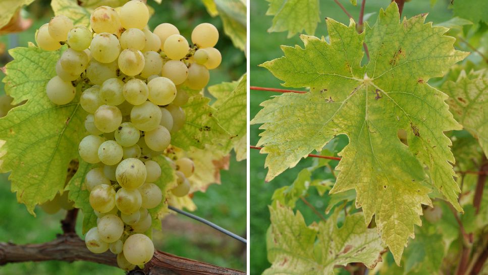 Calabrisi Bianco - Weintraube und Blatt
