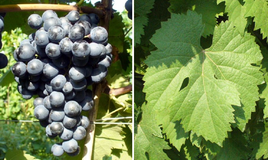 Terrano - Weintraube und Blatt