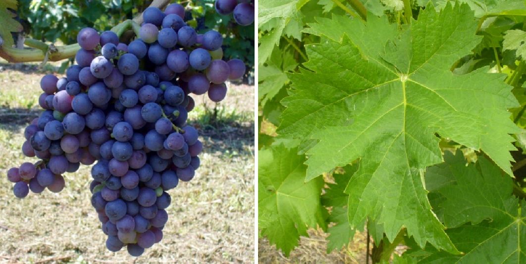 Pascale (Nieddu Mannu) - Weintraube und Blatt