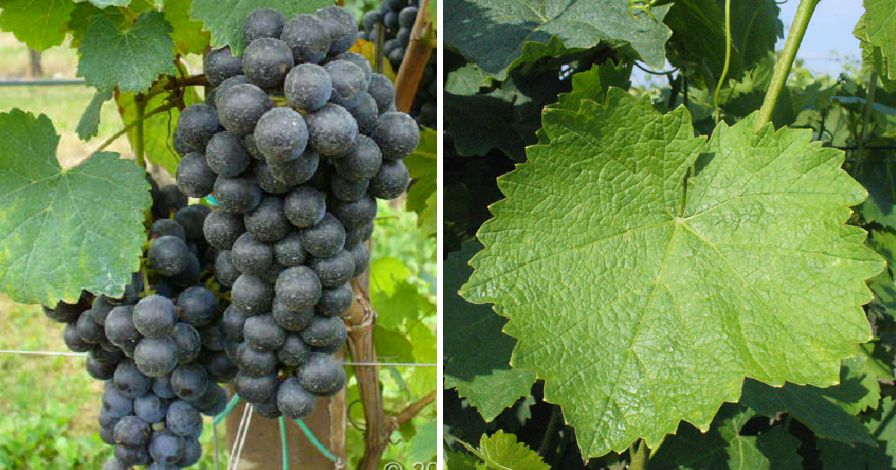 Brachetto del Piemonte - Weintraube und Blatt