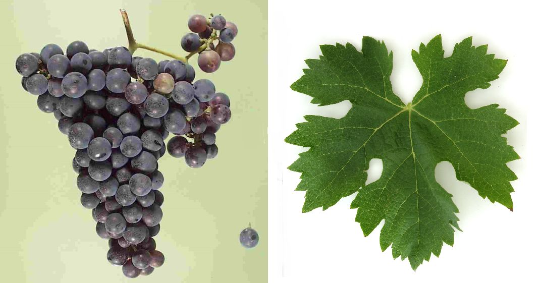 Egiodola - Weintraube und Blatt