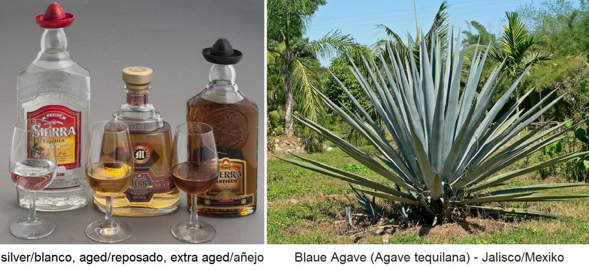Tequila-Typen: silver/blanco, aged/reposado, extra aged/añejo - Blaue Agave (Agave tequilana) - Jalisco-Mexiko