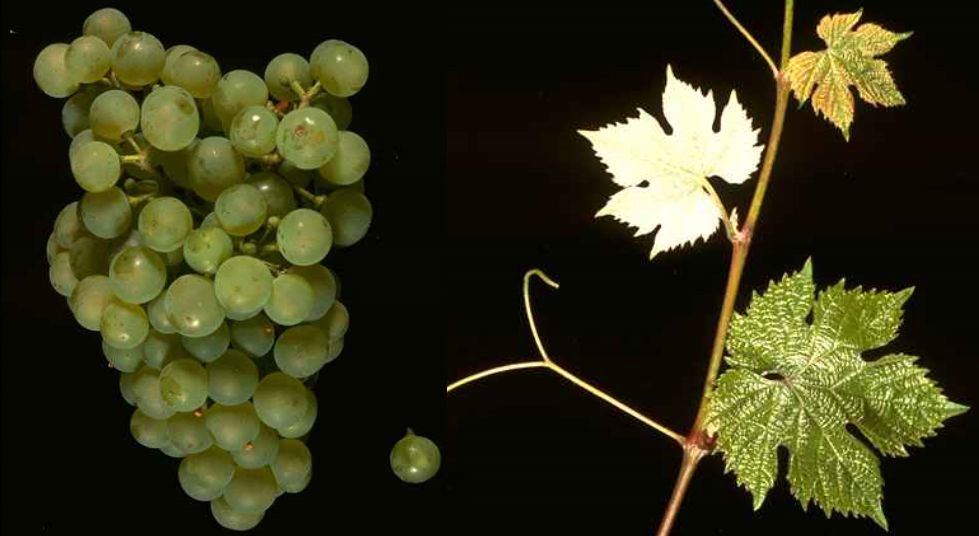 Dalkauer - Weintraube und Blatt