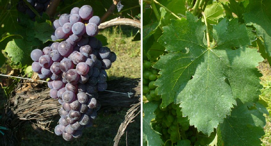 Gaglioppo - Weintraube und Blatt