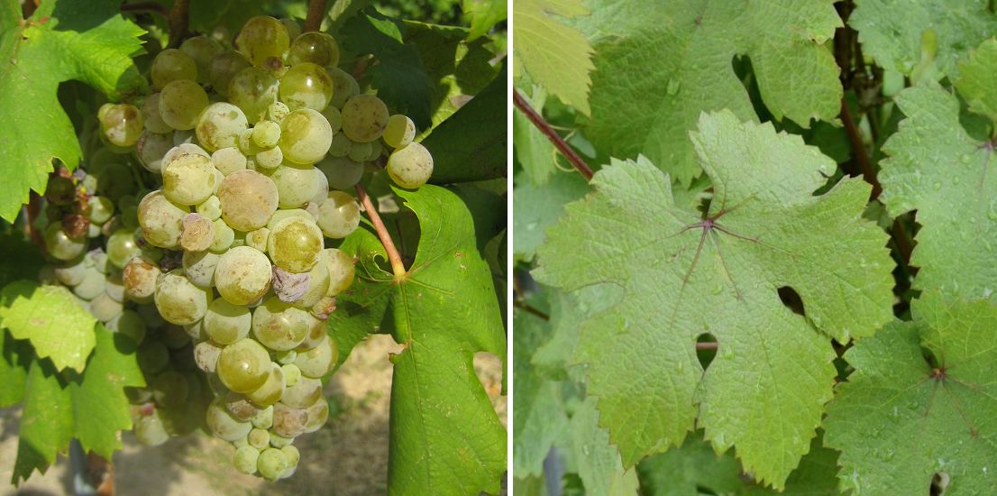 St. Georgen - Weintraube und Blätter