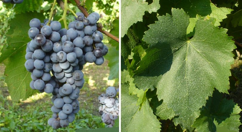 Schiava Grigia - Weintraube und Blatt