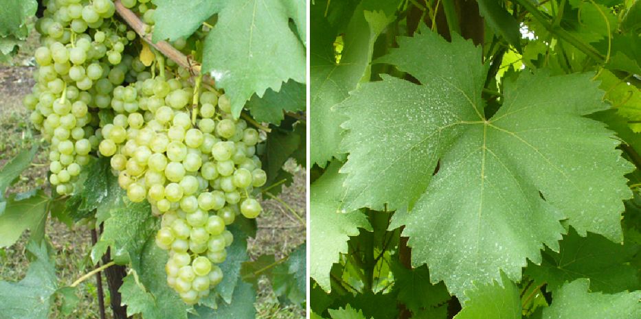 Maceratino - Weintraube und Blatt