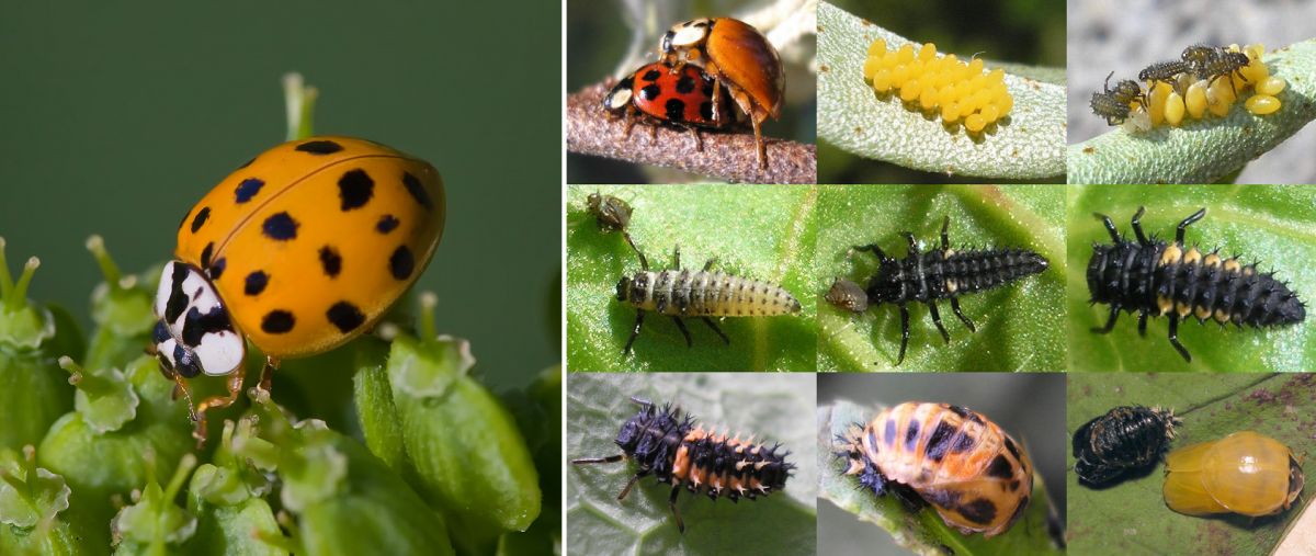 Asiatischer Marienkäfer - Käfer und Lebenszyklus