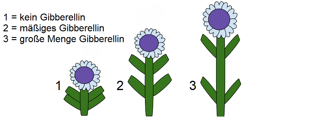 Gibberelline - 3 Stufen einer Pflanze mit ohne, mäßig und viel Gibberellinen